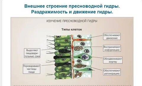 Лабораторная работа пресноводные