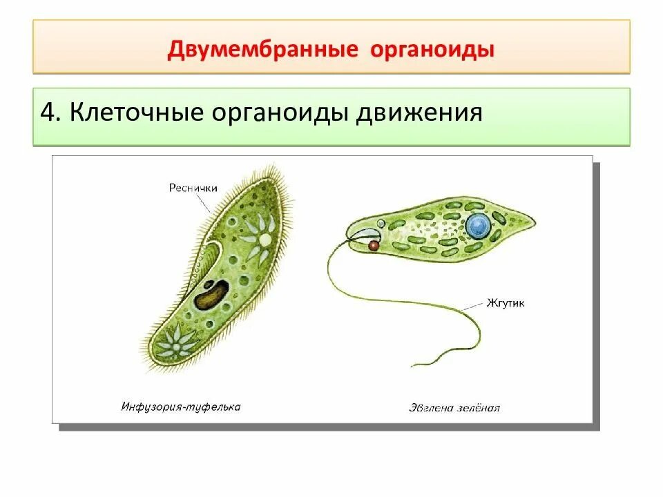 Органы движения. Органоиды движения клеточные включения рисунок. Строение органоидов движения клетки. Органоиды движения реснички и жгутики. Строение клетки органоиды движения включения.