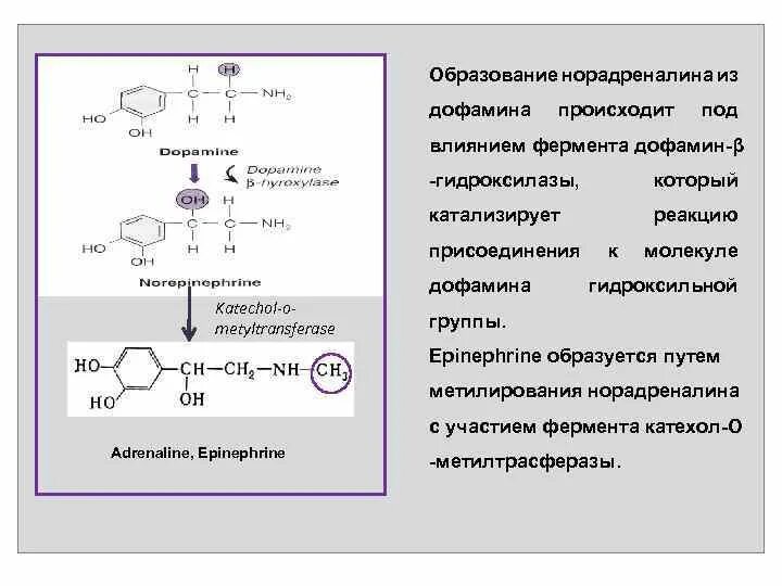 Фермент адреналина. Реакция метилирования норадреналина. Функции норадреналина биохимия. Биосинтез дофамина. Образование норадреналина из дофамина.