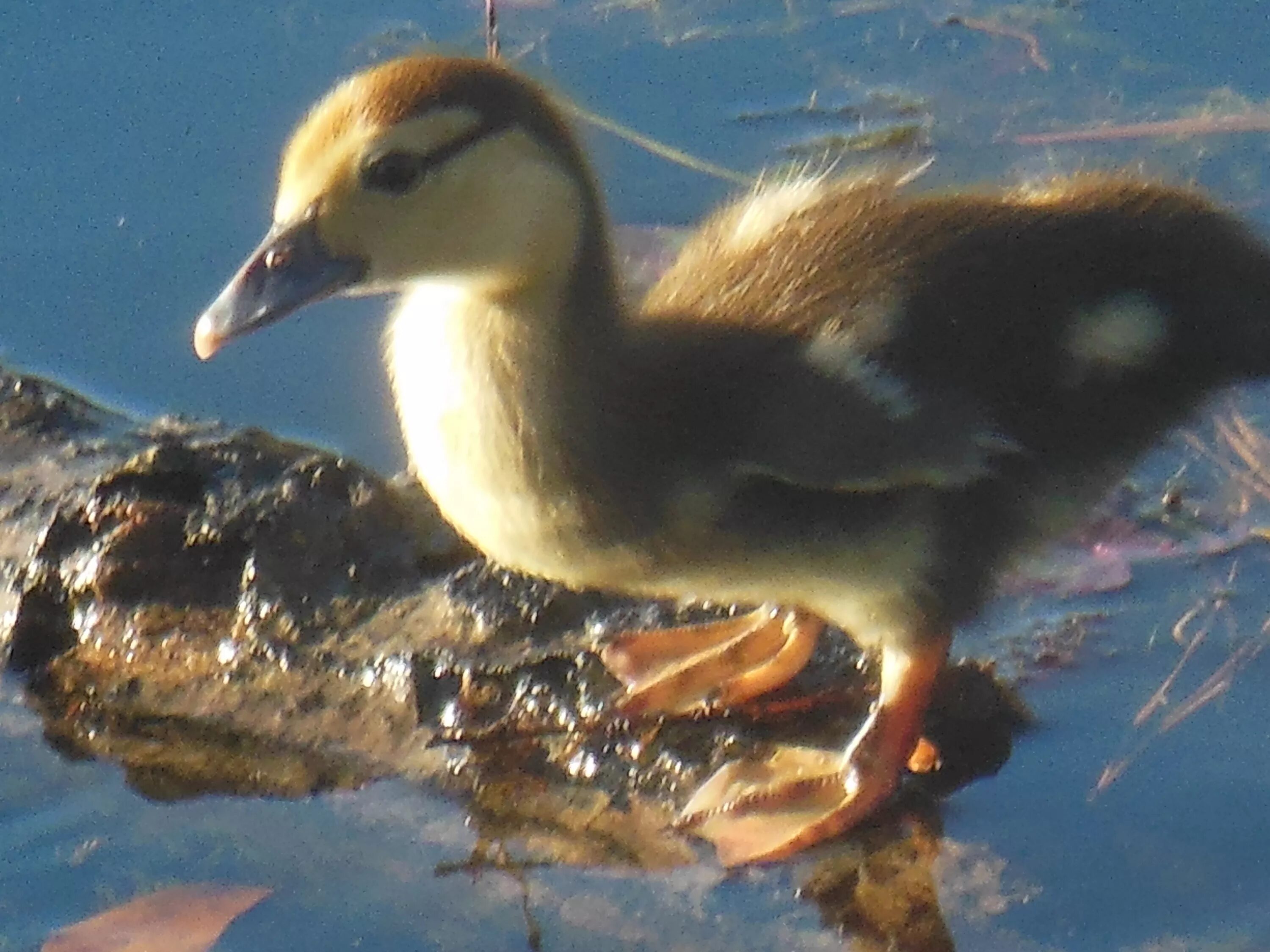 Old ducks