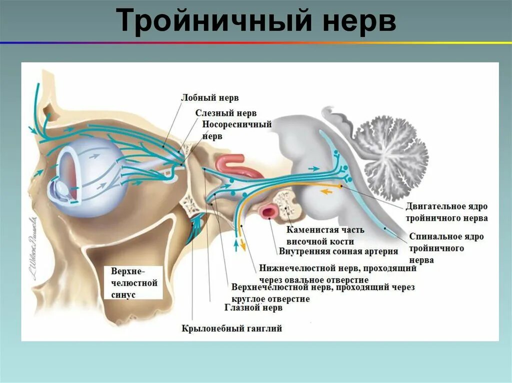 Глазной нерв анатомия тройничного нерва. Анатомия глазной ветви тройничного нерва. Глазной нерв тройничного нерва иннервация. Глазной нерв анатомия иннервация.