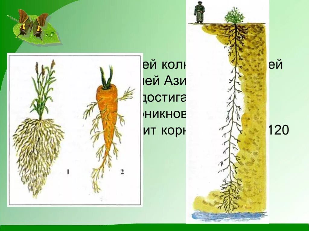 Которая уходит корнями в. Корни растений растущих в пустыне. растения с длинными корнями. длинные корни растений в пустыне. верблюжья колючка корневая система.