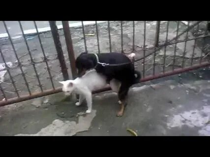 Бесплатные суки
