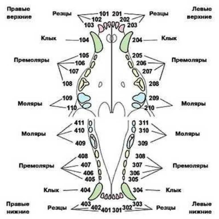 Во сколько у собак меняются. Смена зубов у собаки схема. зубная формула собаки схема. строение зубной системы у собак. зубы у собаки схема и описание смена.