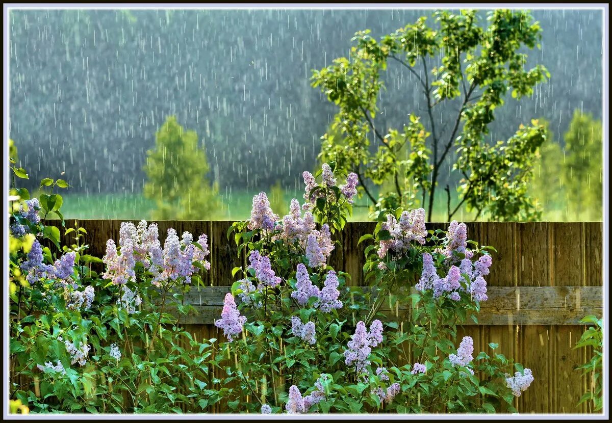 Весенний сад под дождем. Сирень в саду после дождя. Сад после дождя. Цветущие сады под дождем.