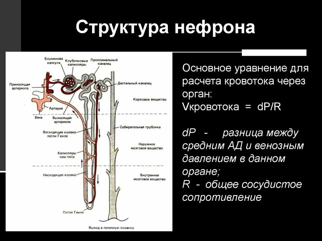 Исследование нефронов