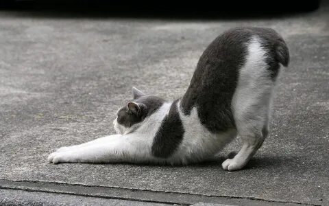 Кот с белой спиной