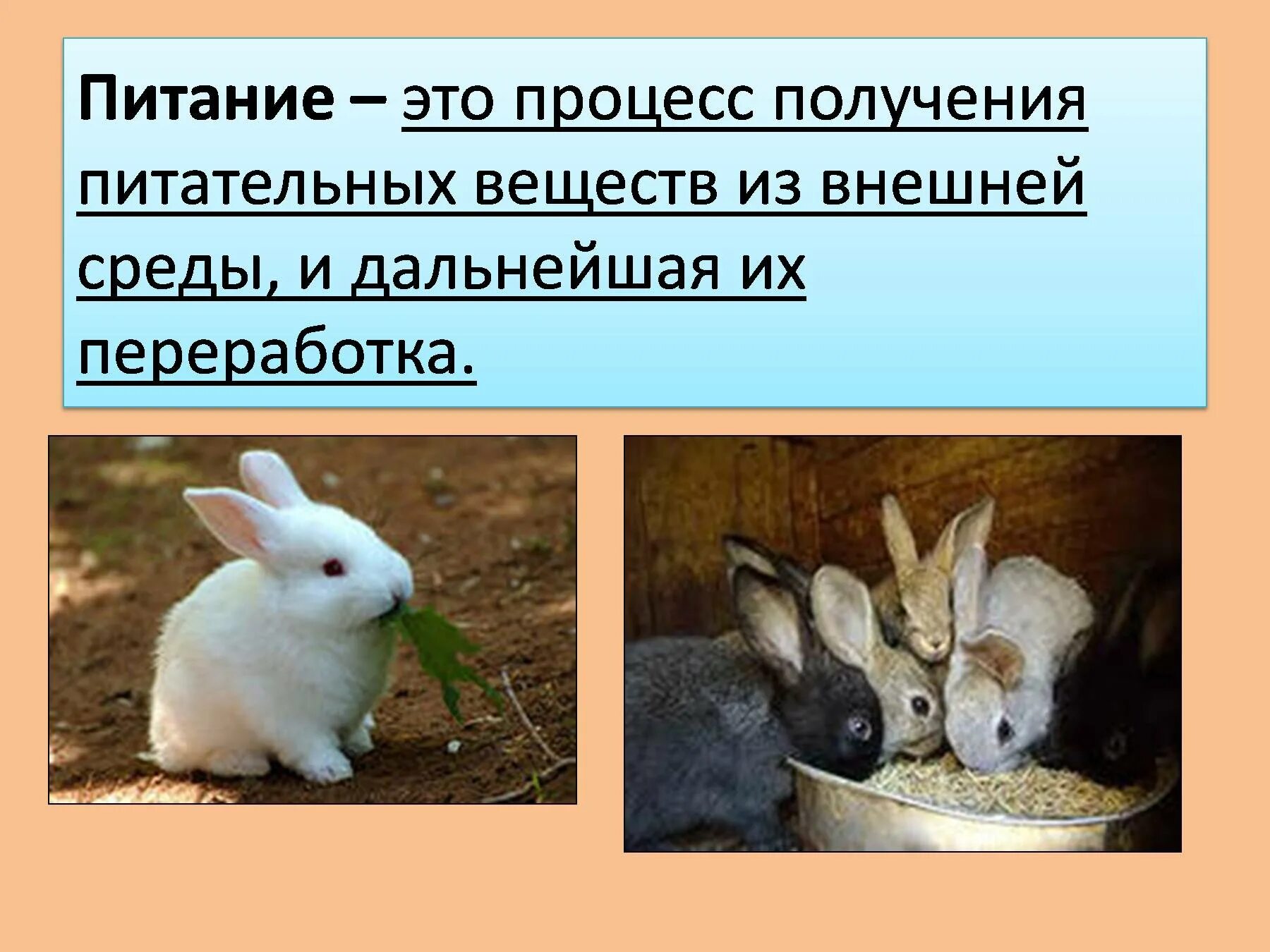 Свойства отличающие живые организмы от неживых. Свойства отличающие живые организмы от неживых