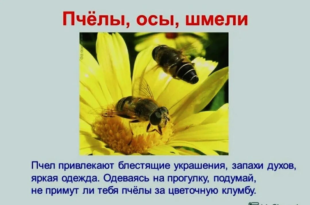 Информация о шмелях 2 класс. Сведения о пчелах. Сообщение о пчелах. Окружающий мир пчелы. Сообщение о осах.