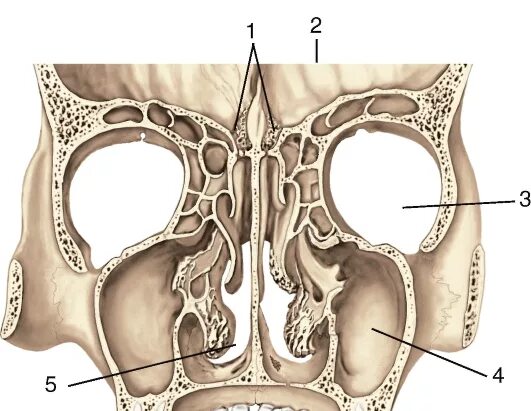 Полости в костях черепа. Решетчатая кость верхнечелюстная пазуха. Решетчатая кость решетчатая пазуха. Решетчатая кость пазухи анатомия. Пазухи носа анатомия кости.