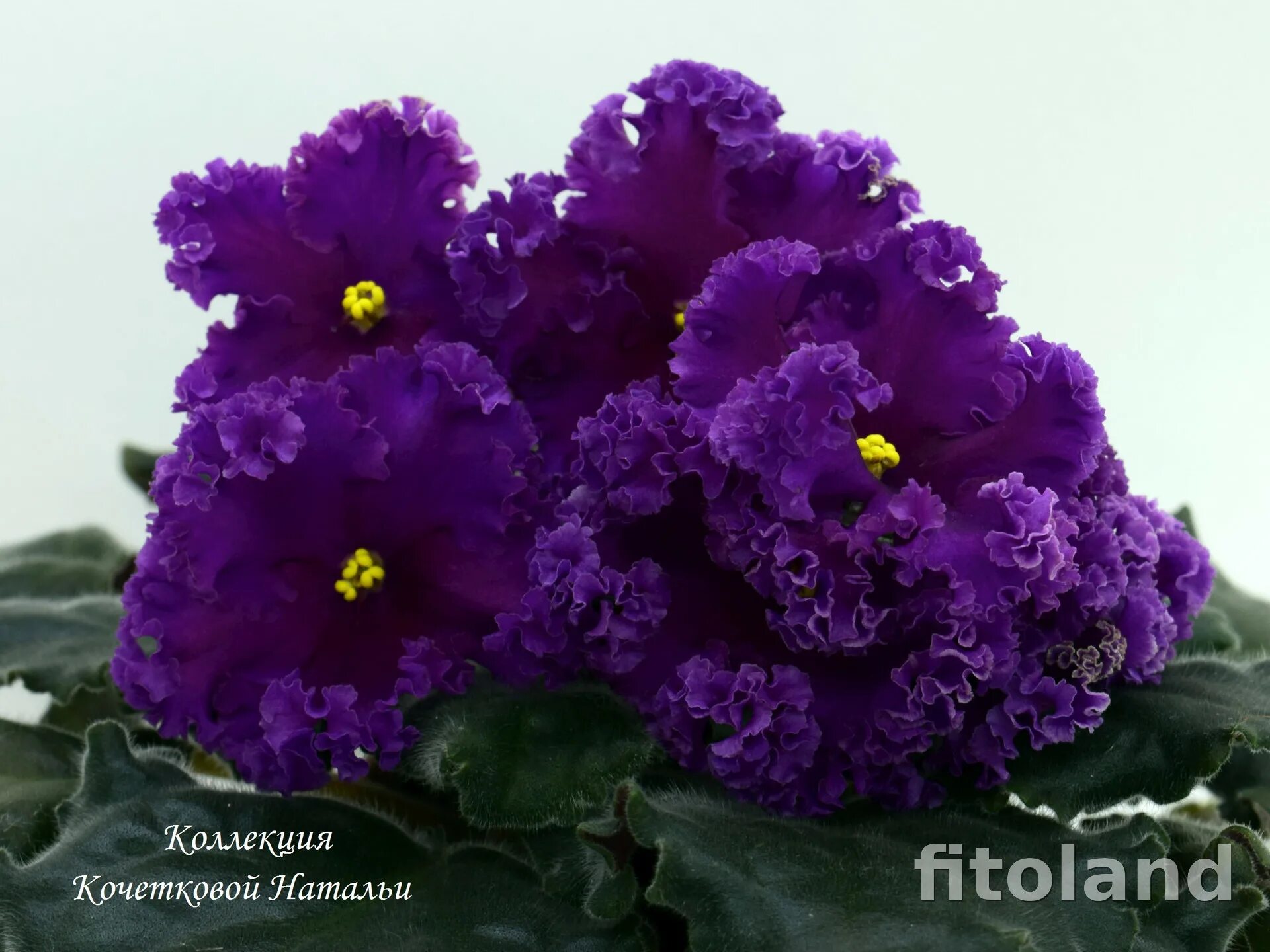 Платье dark in love с паутиной. Бесконечный фрактал гиф. Кружево судьбы. Лик кружево судьбы. Фиалка лик кружево судьбы.