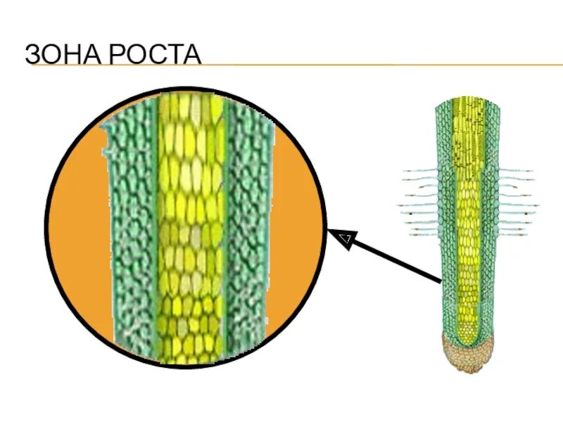 Клетки зоны деления. Клетки зоны деления корня. Зона роста зона деления.