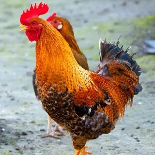 Chicken телефон