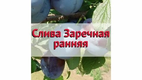 Слива заречная описание