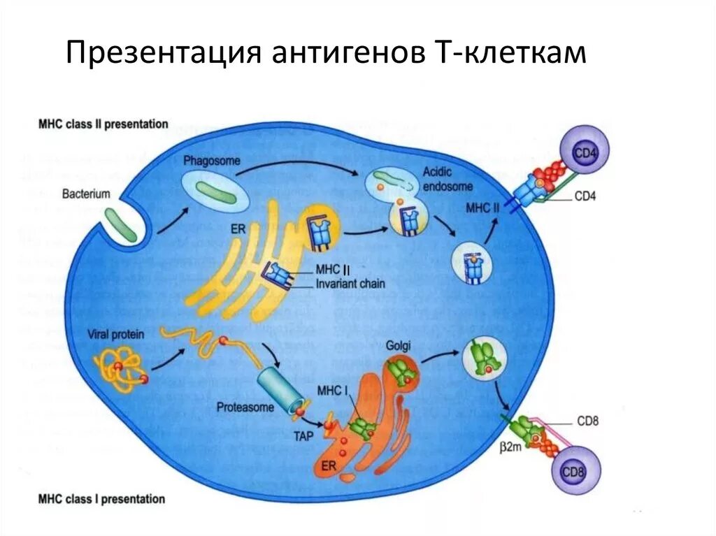 Клеточные антигены. Процессинг антигена иммунология. Процессинг антигена для МНС 1. Презентация антигена. Антигены схема.