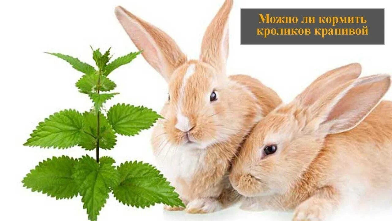 Можно ли давать кроликам клевер. Можно давать крапиву кроликам.