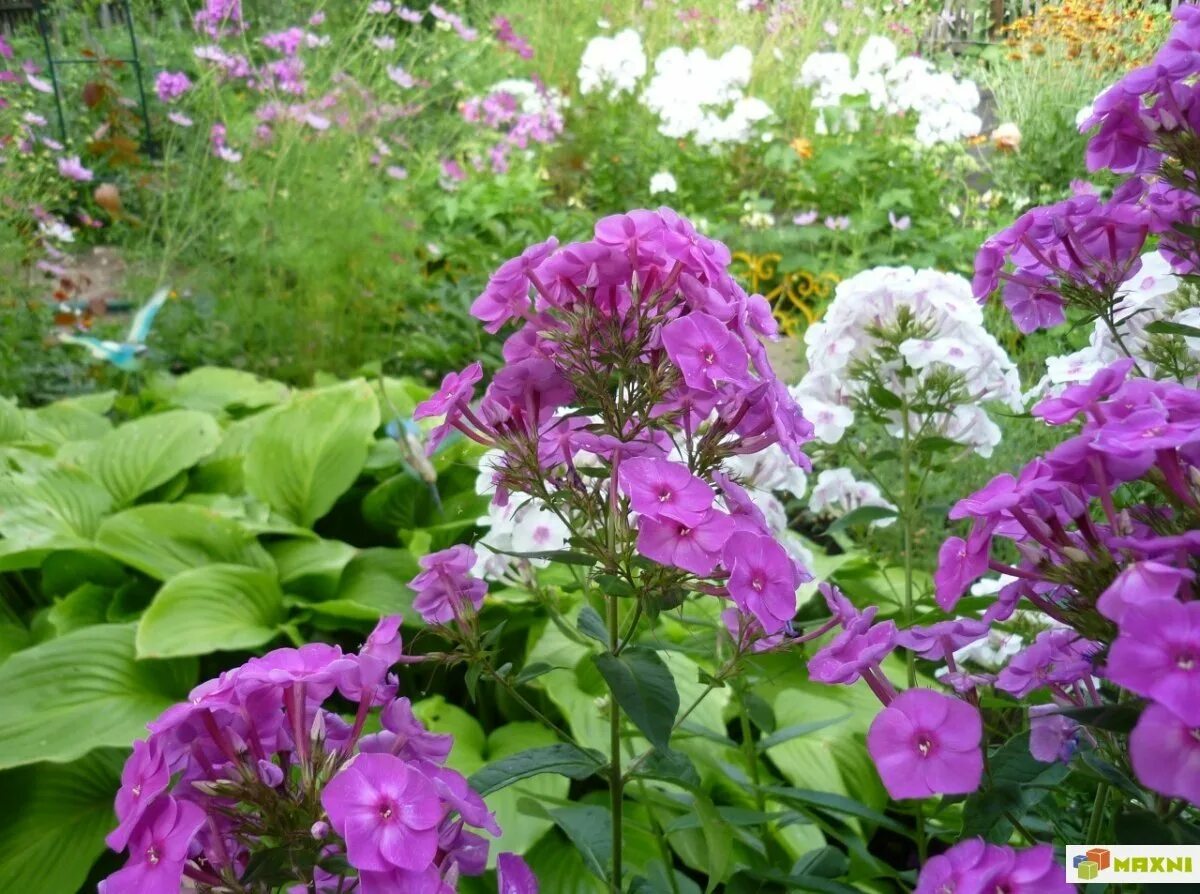Флоксы в миксбордере. Клумба астильба хоста гортензия флоксы. Гортензия флокс и хоста. Цветник пион хоста флокс астильба. Флоксы хосты.