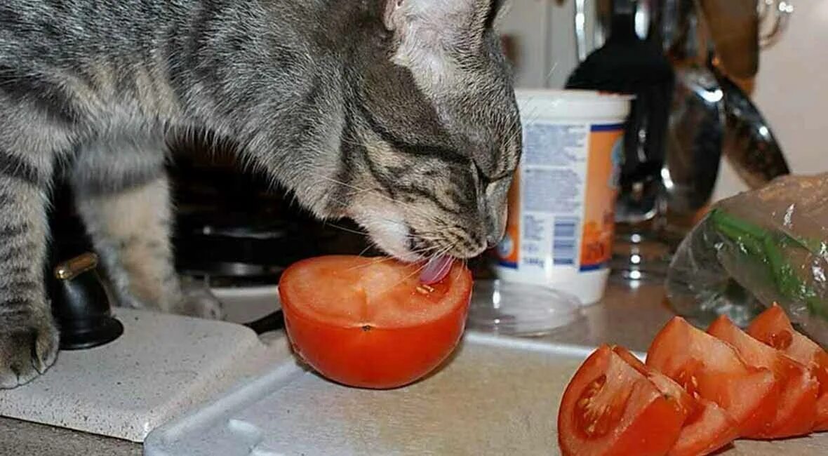 Что любят есть коты. Кошка ест. кошка и овощи. кошка ест овощи. коты с помидорами.