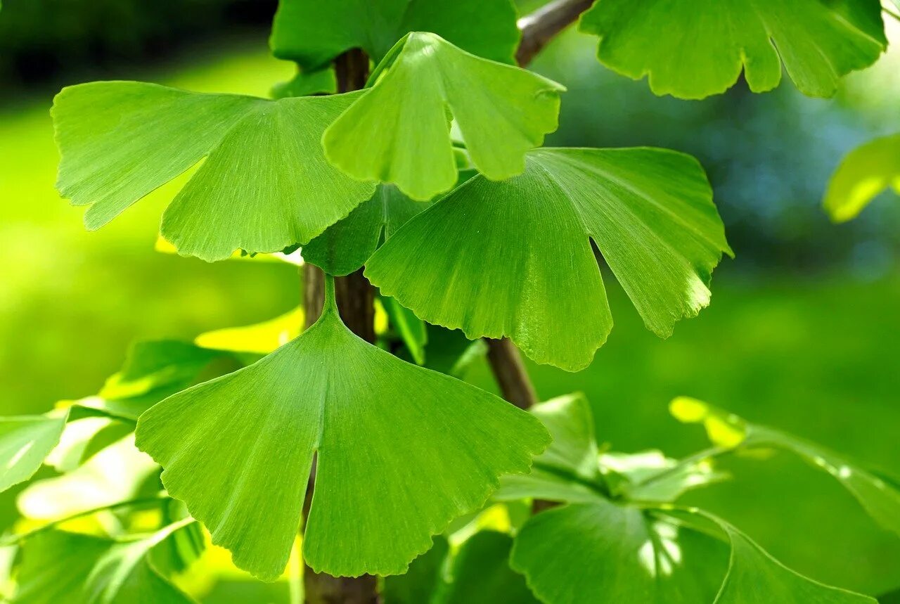Ginkgo