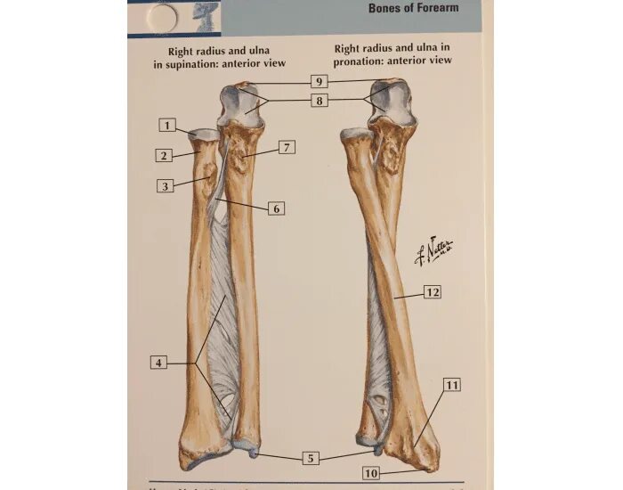 Кости скелета предплечья. Кости предплечья анатомия человека. Строение костей предплечья. Кости предплечья правого строение.