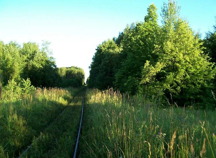 Новгородская обл кневицы. Поселок кневицы новгородская область. кневицы.