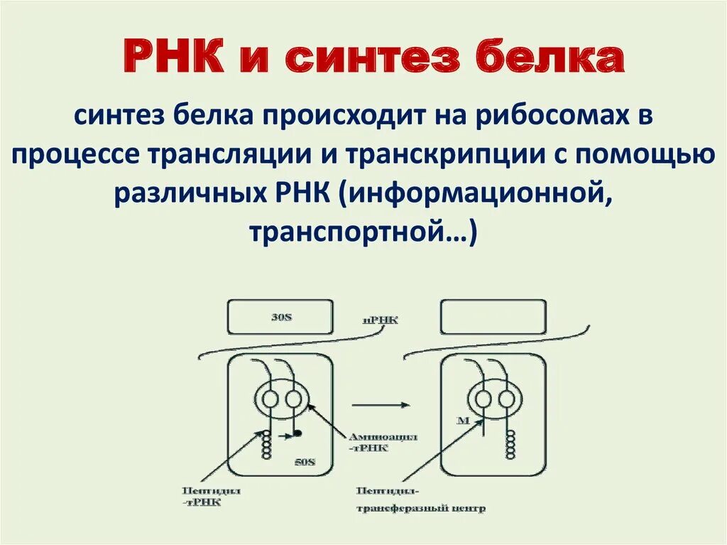 Синтез белковых молекул происходит. Синтез белка РНК. Синтез РНК И белков. Где происходит Синтез белка. Синтез белка происходит в.