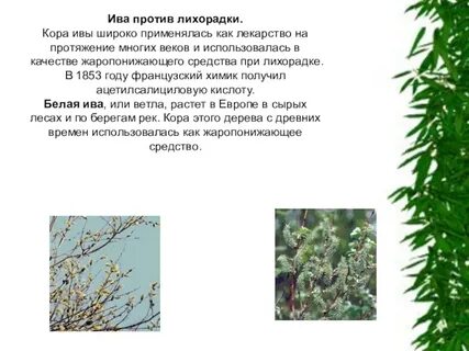 Ива белая противопоказания