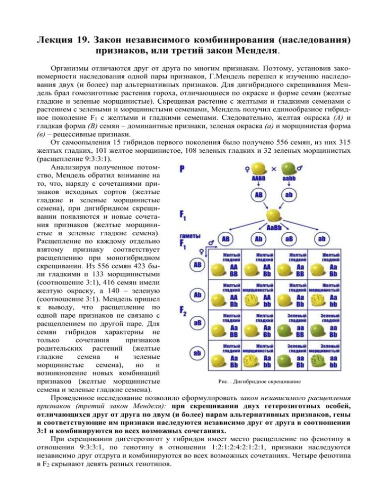 3 Закон Менделя закон независимого комбинирования признака. Независимое наследование признаков (III закон Менделя),. Соотношение особей по генотипу 3 закона Менделя. Законы Менделя генетика.