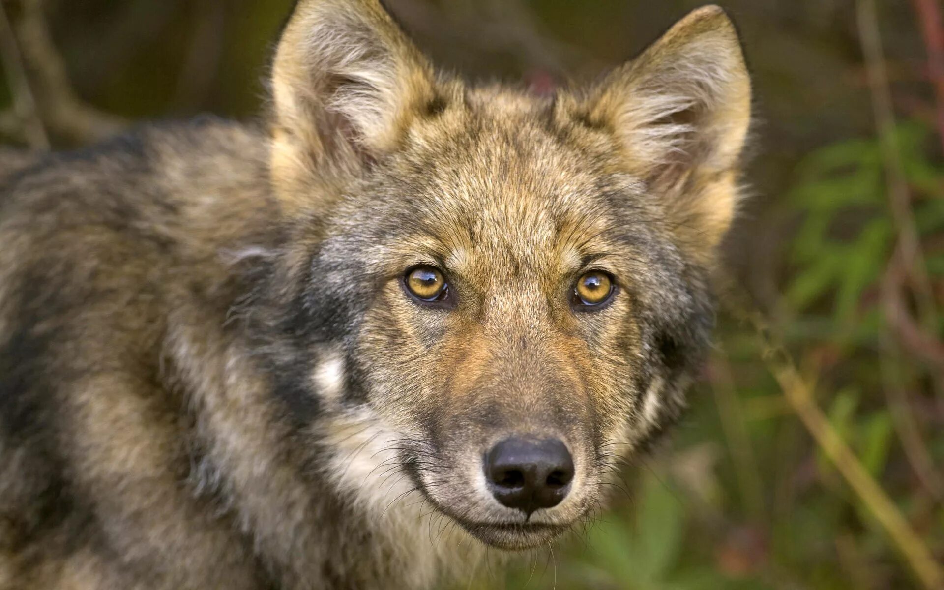Волк 1 9 5. Canis Lupus beothucus. Волк Канис Люпус морда. Морда волка. Взгляд волка.