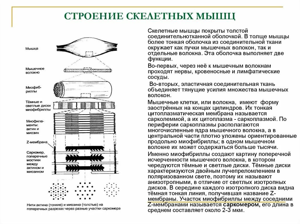 Опорный аппарат мышечного волокна. Аппараты скелетного мышечного волокна. Диски мышечного волокна. Структура диска мышечного волокна. Мембрана мышечного волокна