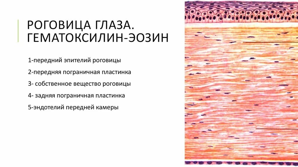 Препарат - роговица глаза. Окраска: гематоксилин и эозином.. Слои роговицы гистология. Строение роговицы глаза гистология. Роговица глаза окраска гематоксилин-эозин. Роговица образована