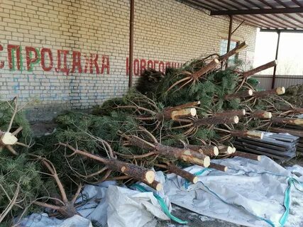 Елочный базар новокузнецк