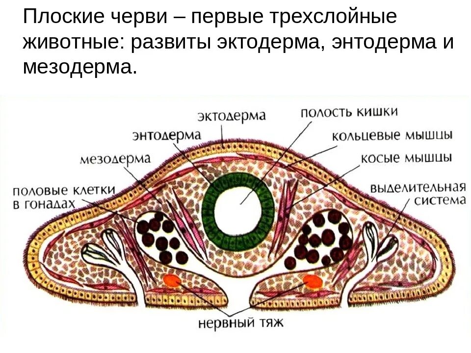 Плоские черви первичная полость тела. Плоские черви паренхима. Паренхима у плоских червей. Энтодерма плоского червя. Строение плоских червей паренхима.