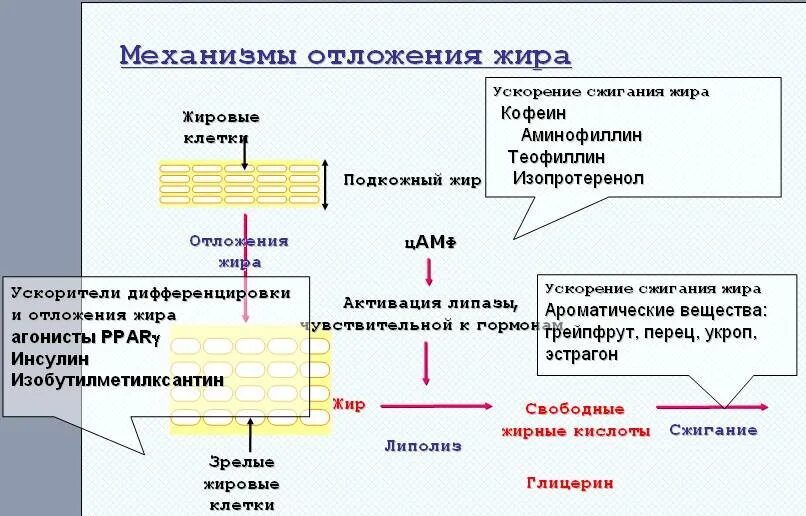 Как происходит сжигание. Схема сжигания жира в организме человека. Процесс сжигания жира в организме человека биохимия. Процесс откладывания жира в организме человека. Механизм сжигания жира.