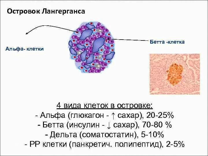 Альфа клетки островков лангерганса. Клетки Лангерганса в коже гистология. Инсулин островки Лангерганса. Клетки островков поджелудочной железы.