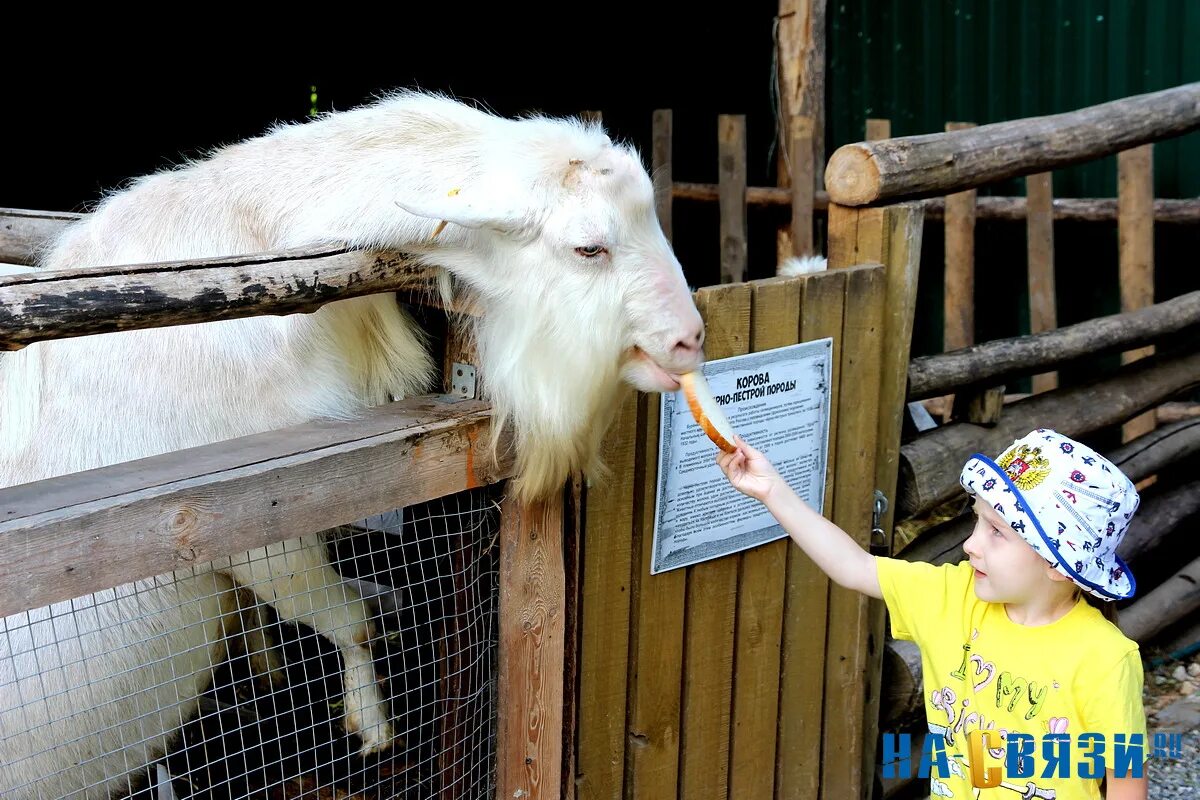 Контактный зоопарк парк березовая роща. Новочебоксарский зоопарк в роще. Зоопарк новочебоксарск ельниковская роща. Зоопарк новочебоксарск ельниковская роща. Зоопарк в парке березовая роща новосибирск.