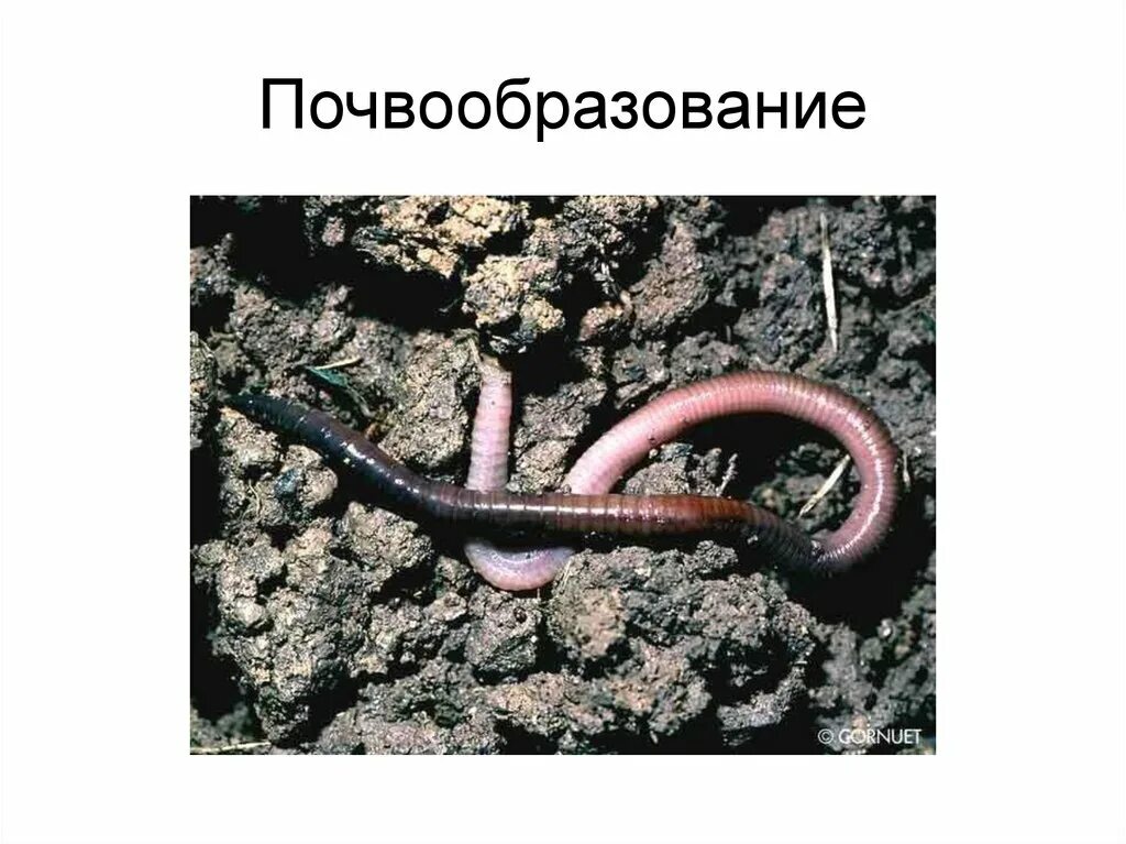 Дождевой червь тип класс. Кольчатые черви дождевой червь. кольчатые черви малощетинковые дождевой червь. почвенные кольчатые черви. внешнее строение дождевого червя.