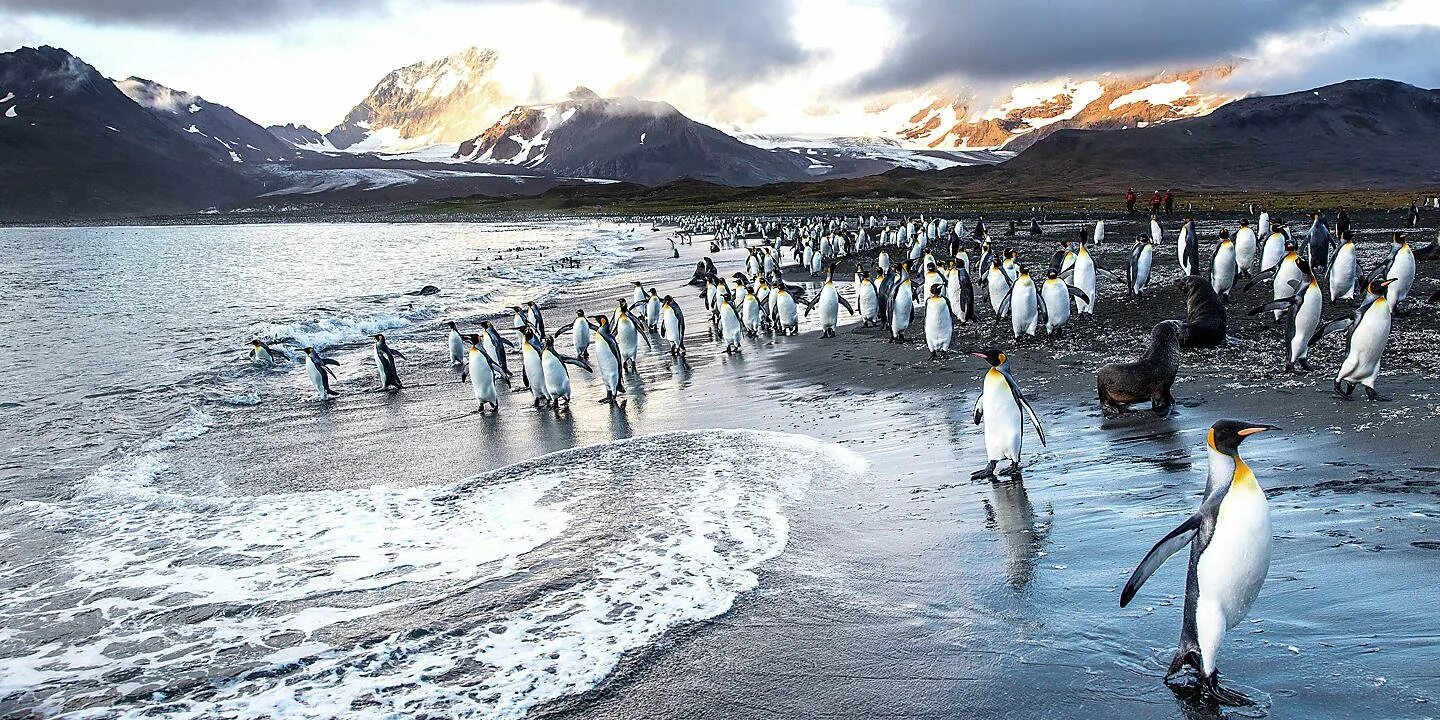 Ушуайя антарктида. Ушуайя Антарктида круизы. Аргентина пингвины Ушуайя. Ушуайя тур в Антарктиду.