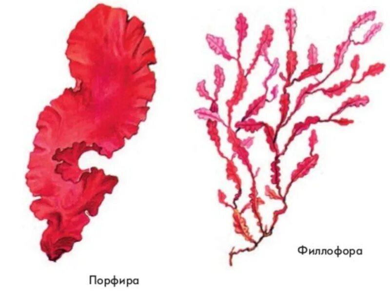 Красные водоросли клетки. Порфира Филлофора. Красные водоросли Филлофора. Филлофора водоросль строение. Порфира водоросль.