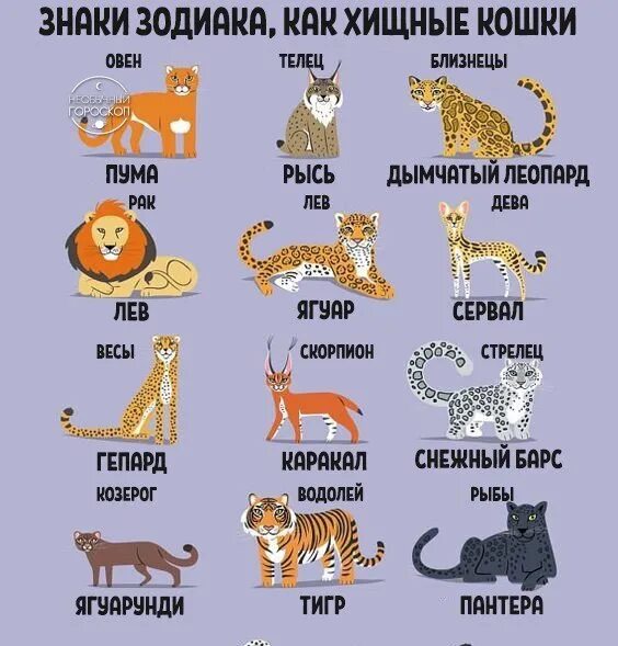 Животные по знаку зодиака. Знаки зодиака животные. Дикие кошки по знаку зодиака. Животные АО знаку задидиаку. Дикие какое число