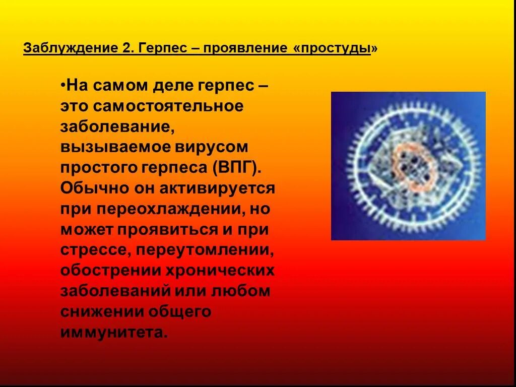 Герпес вирусы иммунитет. Герпес вирусы иммунитет. Влияние герпеса на иммунитет. Вирус герпеса иммунитет. Иммунитет после простого герпеса.