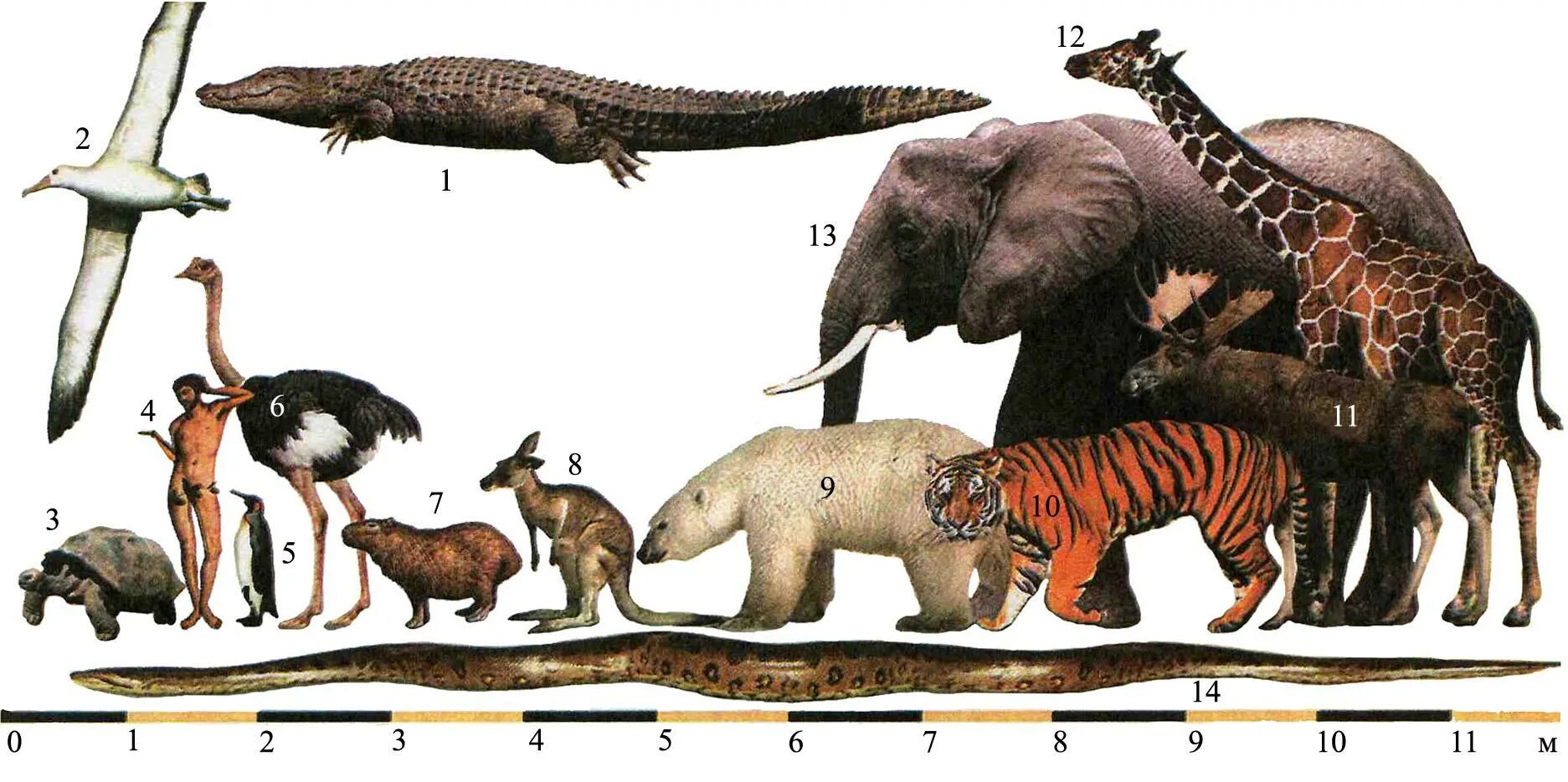 Размеры животных. Сравнение размеров животных. Животные по росту. Сравнительные Размеры животных.