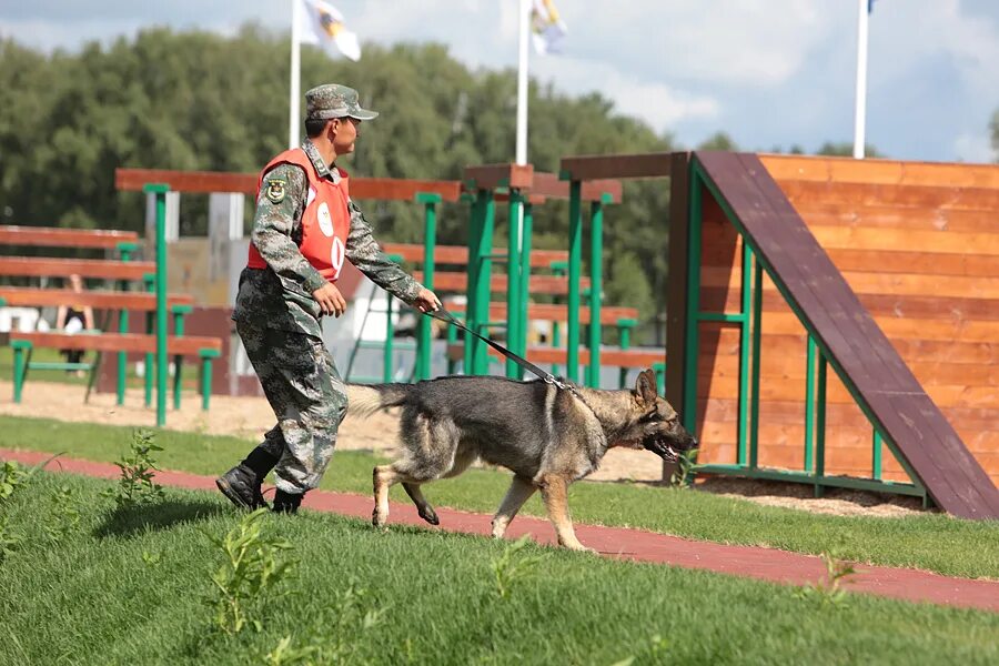 Кинологи цена обучения. Кинолог. Служебное собаководство в России. Военные кинологи России. Профессия кинолог.