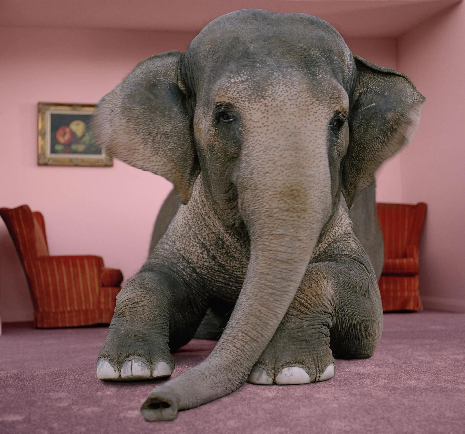 Домашний слон. Слоненок. Домашний Слоник. Живой слон. Слоник цена