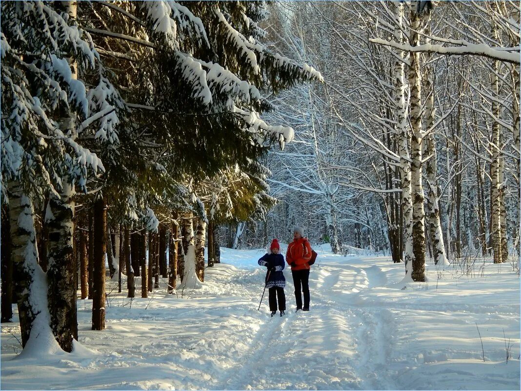Сходить в лес. Зимняя прогулка. Прогулка в зимнем лесу. Прогулка по зимнему лесу. Прогулка зимой.