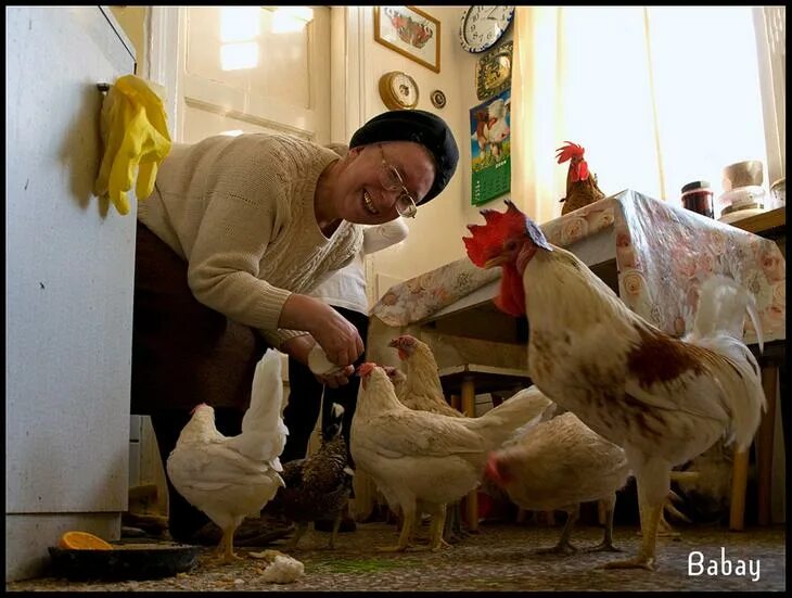 держать дома курицу. ручная курица. куры в квартире. девушка курочка. курица в квартире.