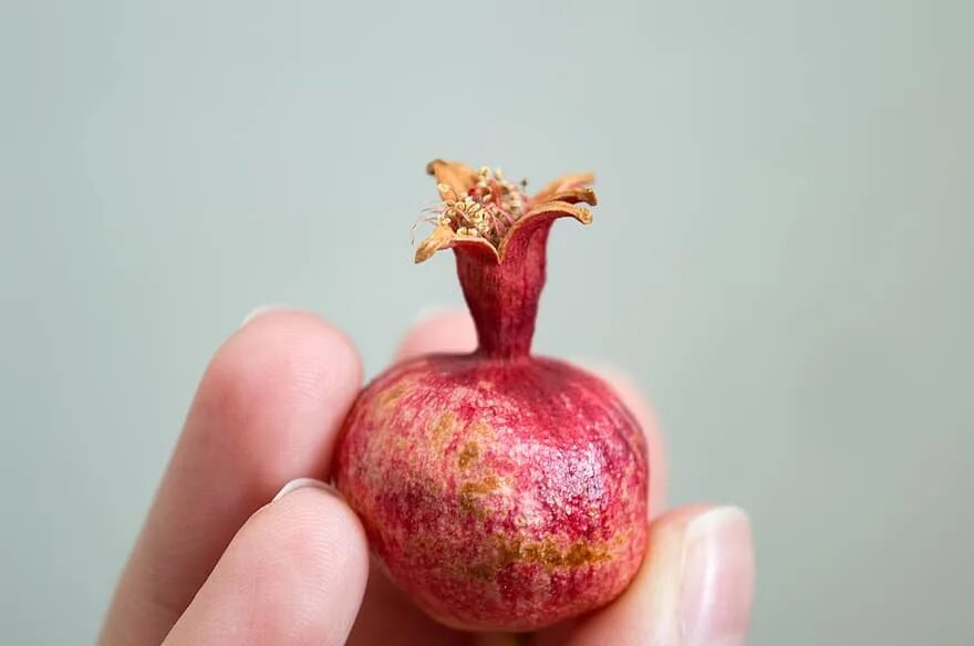 Гранат розовый внутри. Карликовый гранат punica granatum. punica granatum var. nana. гранат ахмар.