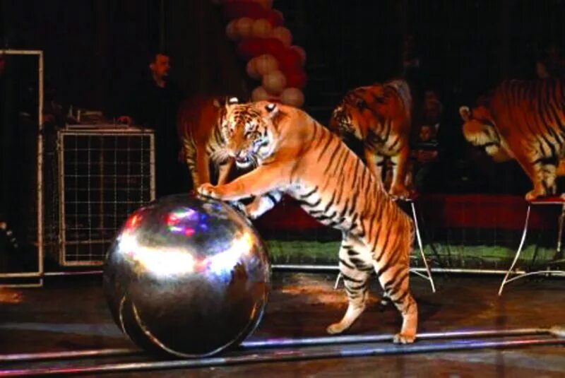Цирк бенгальские тигры. Тигр в цирке. Тигр на шаре. Цирк про бенгальских тигров. Тигрята в цирке.