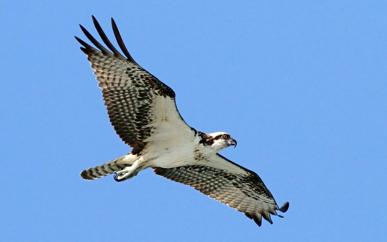 Скопа красная книга. Скопа (Pandion haliaetus). Скопа – Pandion haliaetus (Linnaeus, 1758). Скопа Pandion haliaetus (Linnaeus, 1758) отряд соколообр. Скопа (Pandion haliaetus l.).