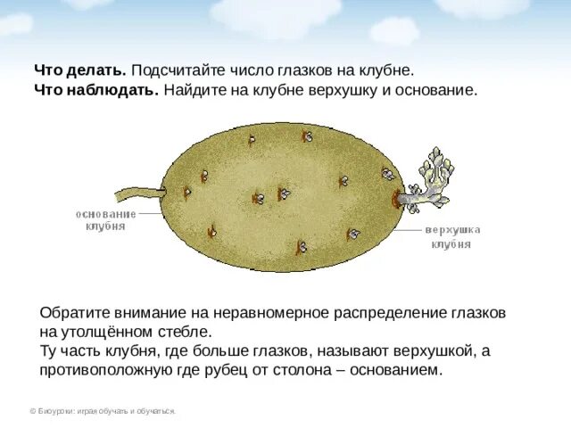 Глазки клубня картофеля. Клубень картофеля. Где основание у клубня картофеля. Глубина Глазков картофеля. Клубень картофеля и ус садовой земляники